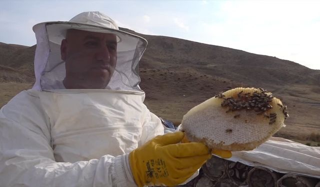 Çemikare Yaylası Herekol Dağı... Sezonun son "kara kovan balı" hasadı