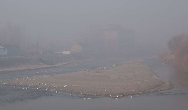 Çoban ve 160 koyun yoğun sis içinde kayboldu