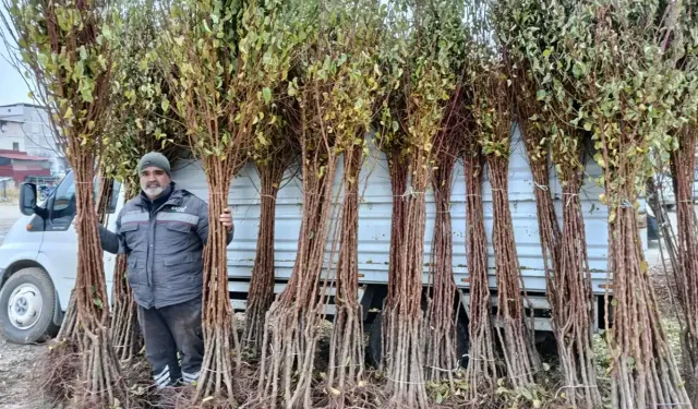 Darende'de yıllık ortalama 100 bin fidan satışı