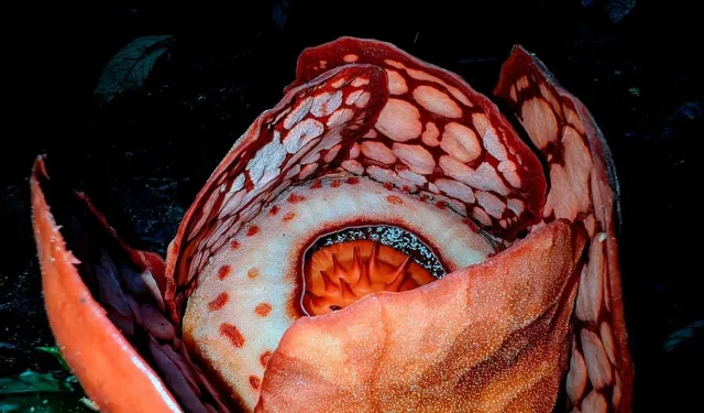 Dünyanın en nadir çiçeklerinden biri bulundu