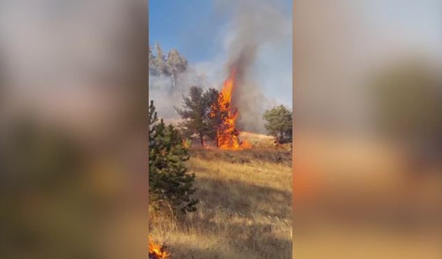 Erzurum'da 3 noktada çıkan orman yangınlarının 2'si kontrol altına alındı