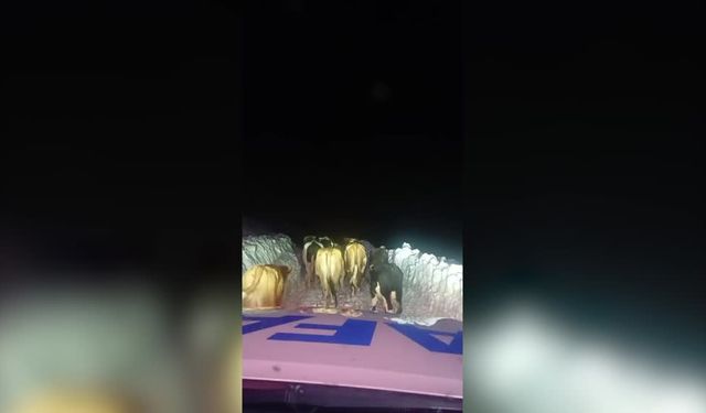 Hakkari'de kaybolan hayvanlar bulundu, mahsur kalan 4 kişi kurtarıldı