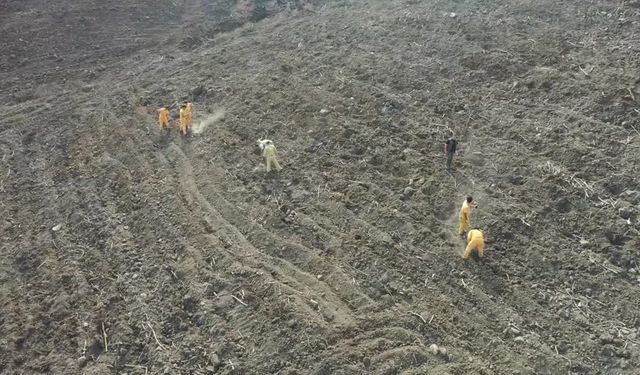 Hatay ve Kilis’te 44 bin fidan toprakla buluşacak