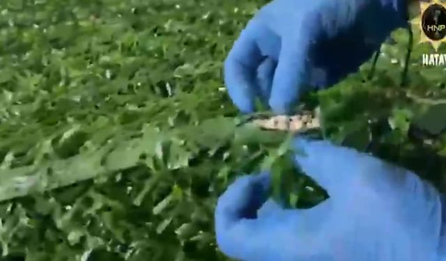 Hatay'da 300 binden fazla hap ele geçirildi