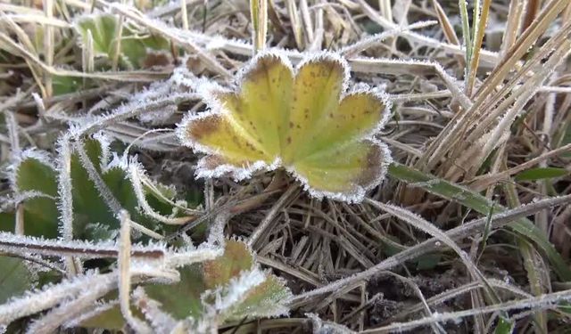 Kars Sarıkamış'ta bitkiler kırağıyla kaplandı