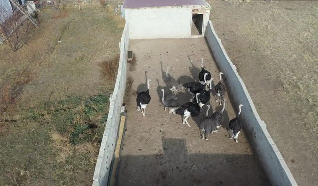 Kars'ta hayalini gerçekleştirdi: Deve kuşu çiftliğini kuruyor