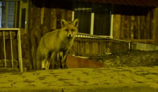 Kars'ta tilki ve ayılar mahallelerde görüntülendi