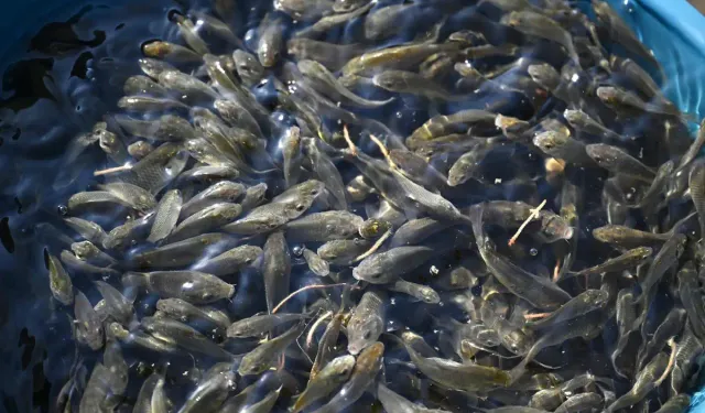 Keban’da üretilen 300 bin sazan yavrusu Nahçıvan’da suya bırakıldı