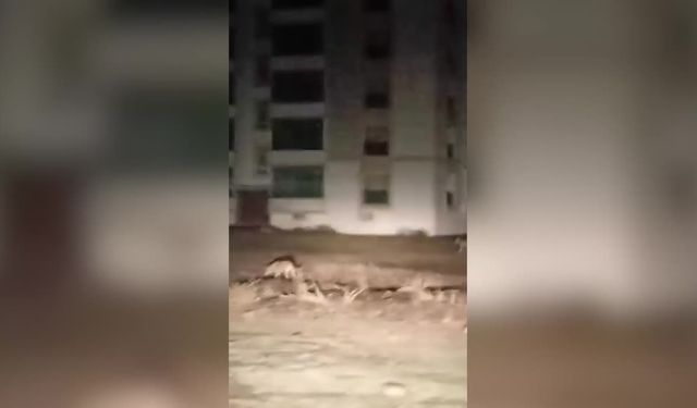 Kurtlar şehir merkezinde görüntülendi