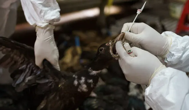 Kuş gribi uyarısı: Covid-19’dan daha kötü bir risk