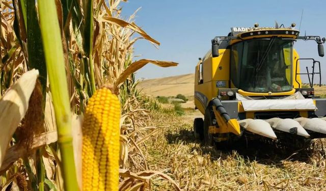 Mardin Ovası’nda mısır hasadı başladı: Verim yüksek ama fiyatlar çiftçiyi üzdü