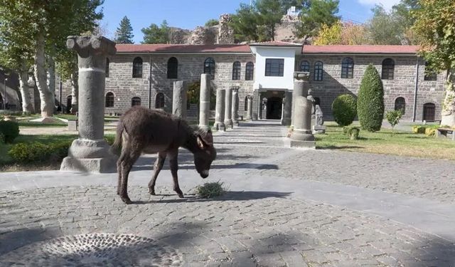 Sur'da çocukların ilgi odağı: Midas