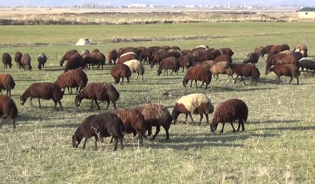 Muş'ta sıcak hava besicilere fırsat oldu
