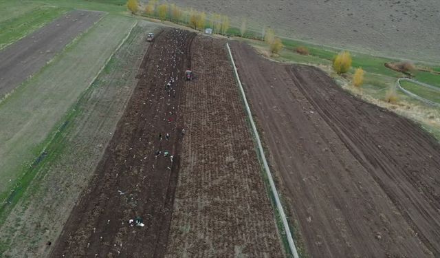 Patnos'ta mor patates hasadı: Çiftçiler kara yakalanmamaya çalışıyor