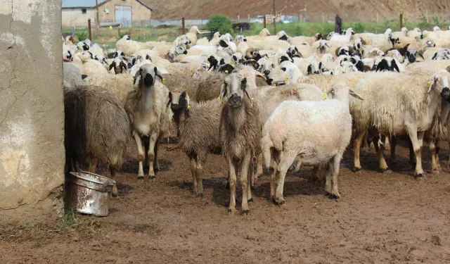 Siirt’te otomobil sis nedeniyle koyun sürüsüne çarptı: 3 koyun telef oldu