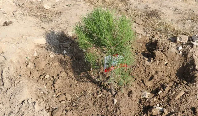 Şırnak-Cizre karayoluna yüzlerce fidan dikildi