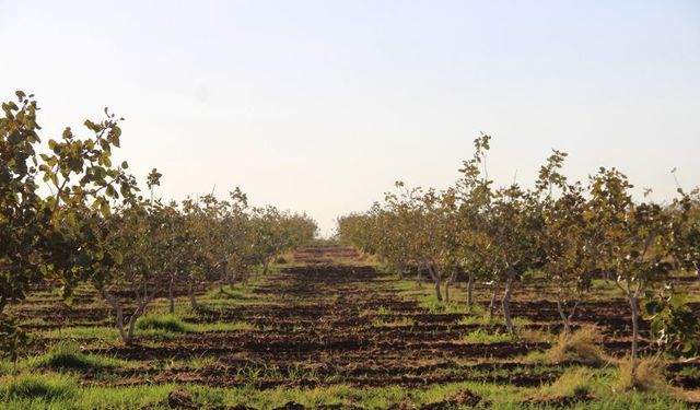 Şırnak'ta fıstık bahçeleri yeni gelir kapısı oldu