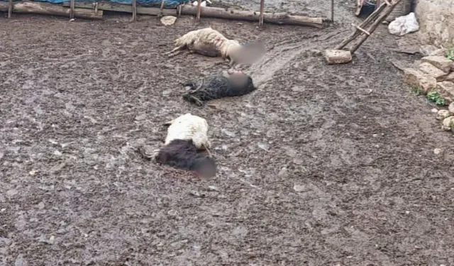 Şırnak'ta otomobil sürüye çarptı: 7 koyun telef oldu