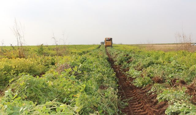 Şırnak'ta yer fıstığı hasadına Vali de katıldı