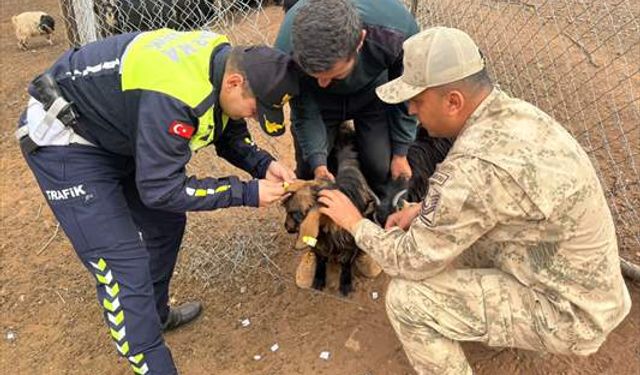 Sürü hayvanlarını korumak için ilginç yöntem: Reflektörlü bant yapıştırıldı