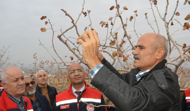 Yanlış budama verimi bitiriyor