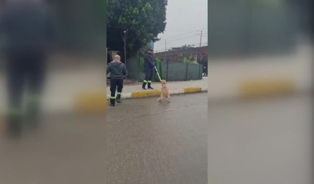 Adana’da sahipsiz köpekler ekipler tarafından toplanıyor