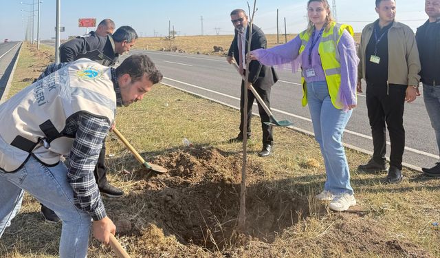 Cizre'de havalimanı yoluna fidan dikildi