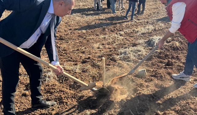 MAÜ Uygulama Bahçesi'nde zeytin fidanı dikildi