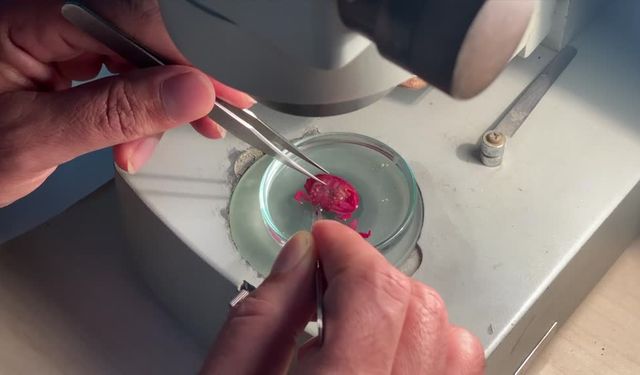 Akdeniz’de Hint-Pasifik kökenli oluklu yengeçler inceleniyor