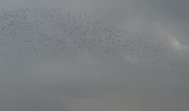 Ardahan’da kar sonrası kuşlar gökyüzünde görsel şölen oluşturdu