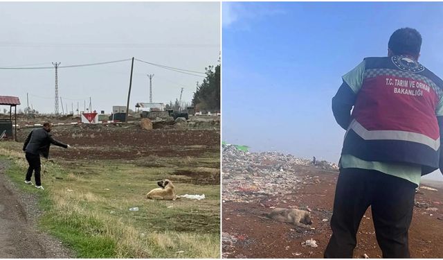 Diyarbakır'da sokak hayvanlarına kuduz aşısı uygulandı