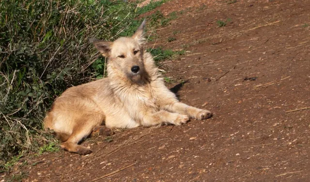 AYM'den başıboş köpek yasası kararı: "Red" kararı verildi