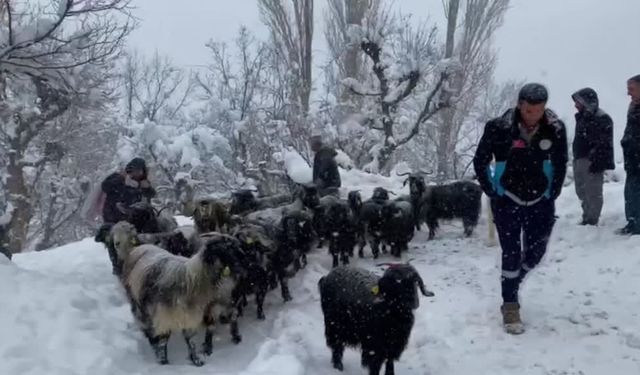 Bitlis'te mahsur kalan besicilerin yardımına ekipler yetişti