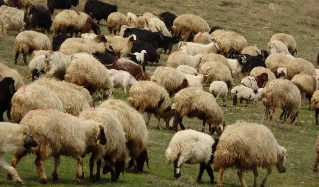 Çiçek hastalığı: Yüz binlerce koyun ve keçi itlaf edildi