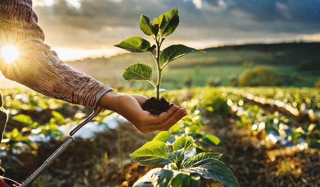 Diyarbakır'da bu işlemi yapmayan çiftçi destek alamayacak