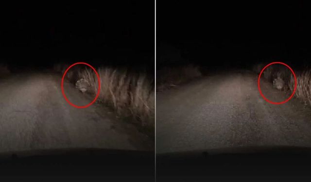 Diyarbakır-Mardin sınırında ender görülen canlı görüntülendi