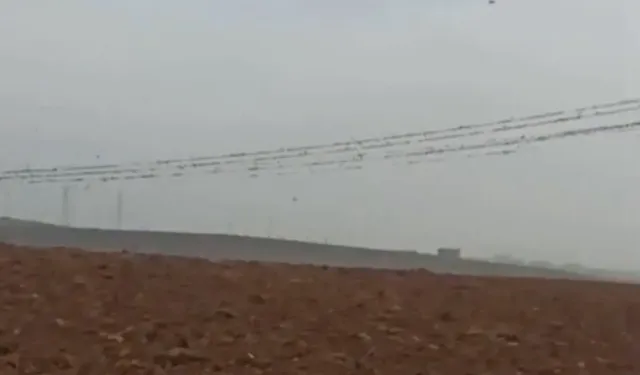 Diyarbakır'da elektrik kesintisinin nedeni kuşlar mı?