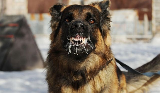 Kuduzdan 1 kişinin öldüğü Diyarbakır'da sokak köpekleri sorunu bitirilmiyor: Köpek iki kişiyi daha ısırdı
