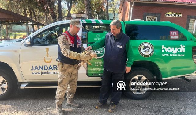 Gaziantep'te yaralı kartalı jandarma buldu
