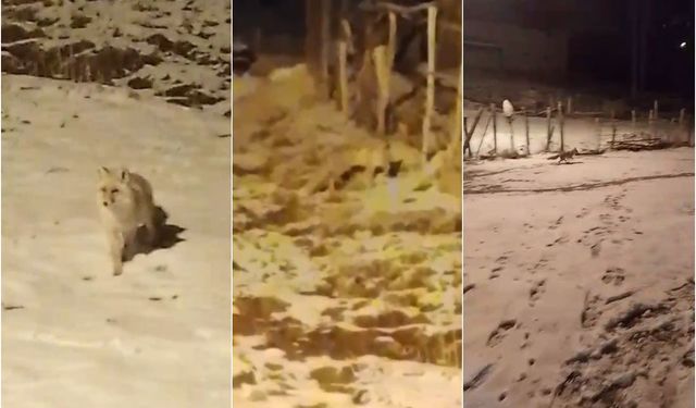 Kar altında aç kalan anne tilki ve yavrusu köye indi
