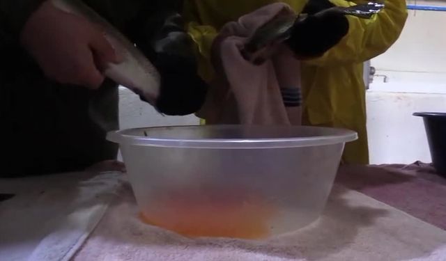 Keban’da alabalık sağımı gerçekleştirildi