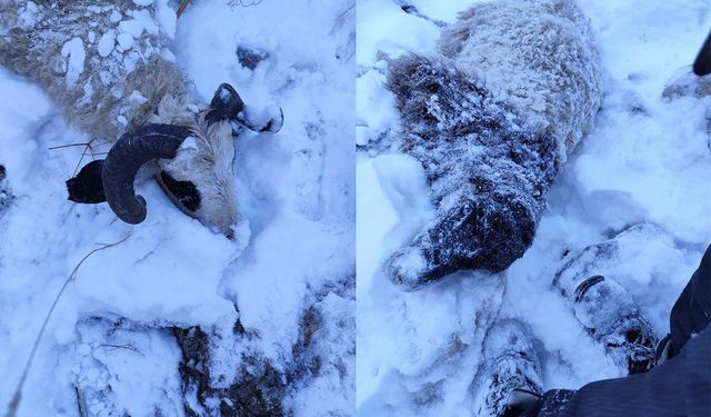 Kurtlar sürüye saldırdı: 70 koyun telef oldu