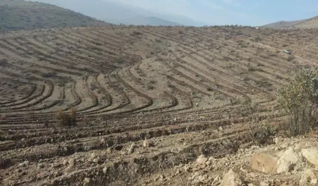 Malatya’dan yurtdışına 50 bin fidan desteği