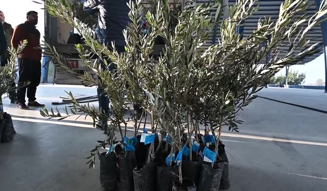 Osmaniye'de 10 bin 500 zeytin fidanı dağıtıldı