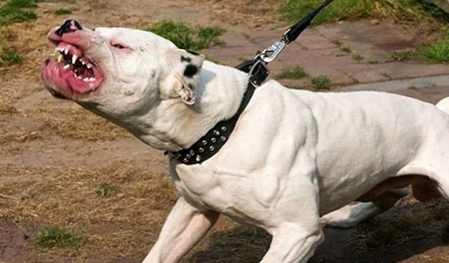 İki kardeşe saldıran köpeğin sahibi tutuklandı
