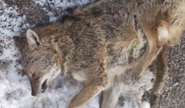 Adıyaman'da aracın çarptığı kurt telef oldu