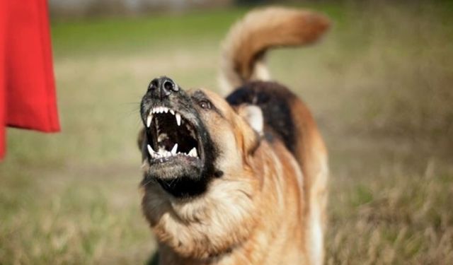 Adana’da sahipsiz köpekler toplatılıyor