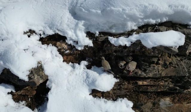 Beytüşşebap’ta keklikler sürüler halinde sıcak alanlara indi