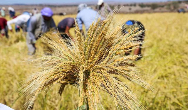 TMO 2026 çeltik alım fiyatlarını açıkladı