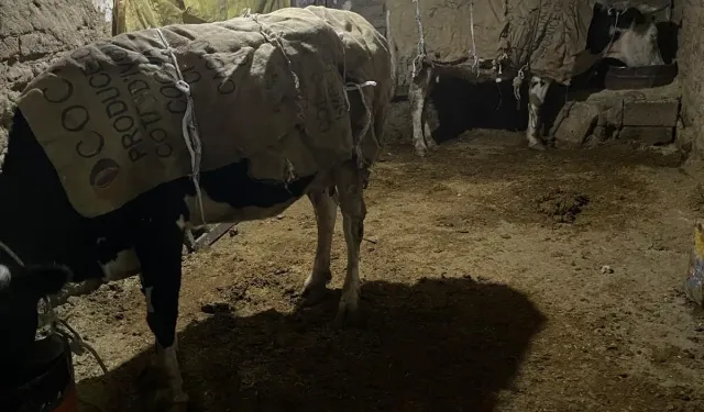 Diyarbakır buz kesti! Çiftçiden sığırlara battaniyeli koruma